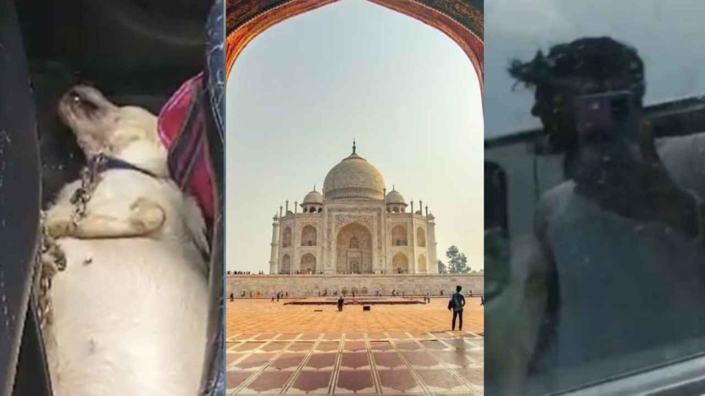 Agra Pet Dog Dies