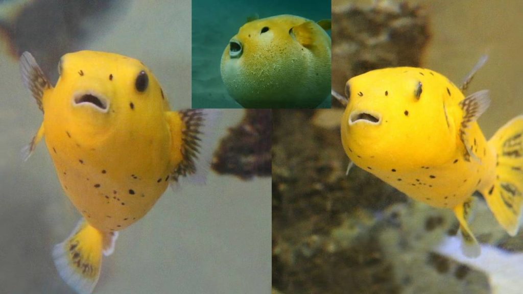 Amazing Fish