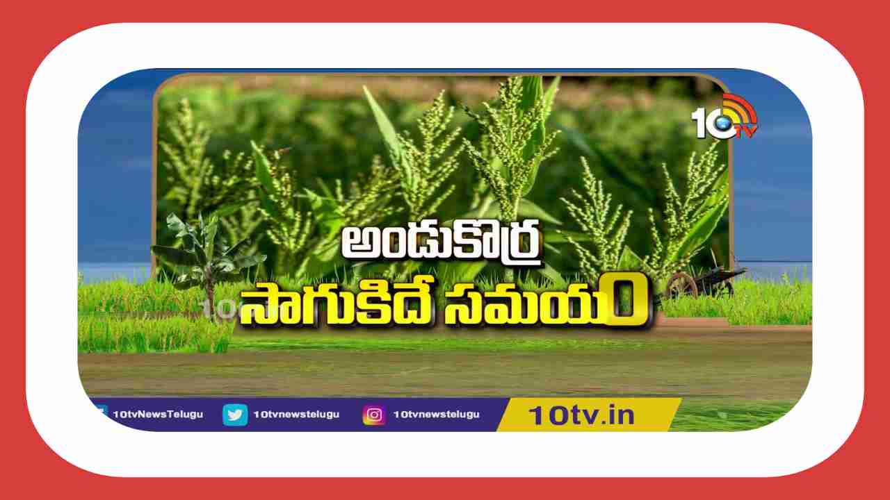 Korra Cultivation : అండు కొర్రల సాగులో అధిక దిగుబడుల కోసం చేపట్టాల్సిన మేలైన యాజమాన్య పద్ధతులు Korra Cultivation : అండు కొర్రల సాగులో అధిక దిగుబడుల కోసం చేపట్టాల్సిన మేలైన యాజమాన్య పద్ధతులు