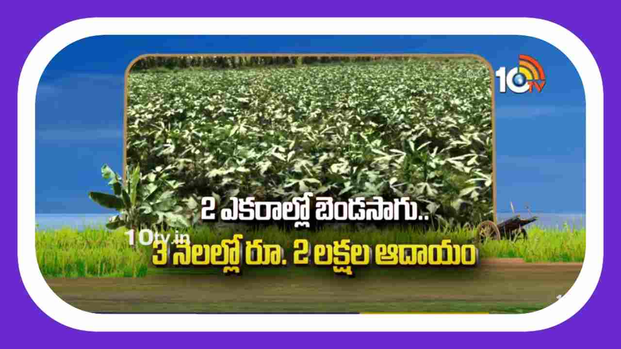Ladies Finger Planting : వేసవి పంటగా 2 ఎకరాల్లో బెండ సాగు.. 3 నెలలకే రూ. 2 లక్షల నికర ఆదాయం Ladies Finger Planting : వేసవి పంటగా 2 ఎకరాల్లో బెండ సాగు.. 3 నెలలకే రూ. 2 లక్షల నికర ఆదాయం