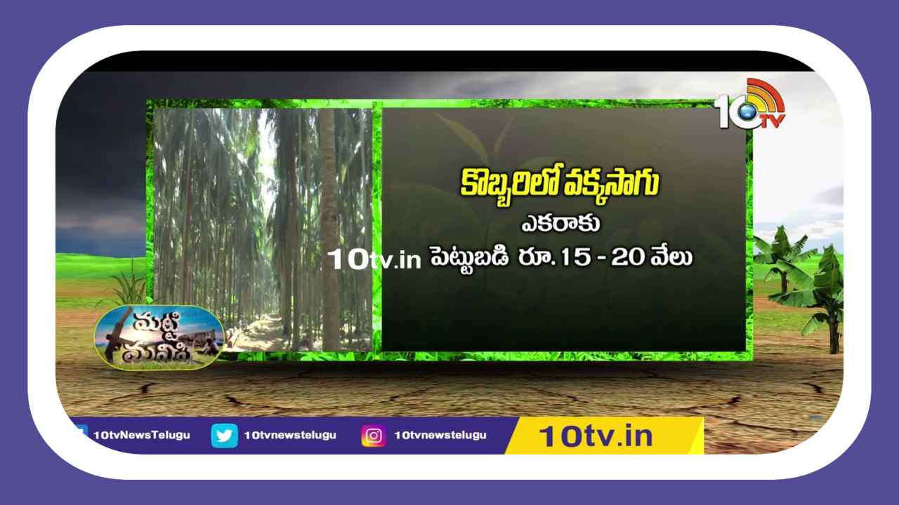 Intercropping : కొబ్బరిలో అంతర పంటగా వక్కసాగుతో అదనపు ఆదాయం Intercropping : కొబ్బరిలో అంతర పంటగా వక్కసాగుతో అదనపు ఆదాయం