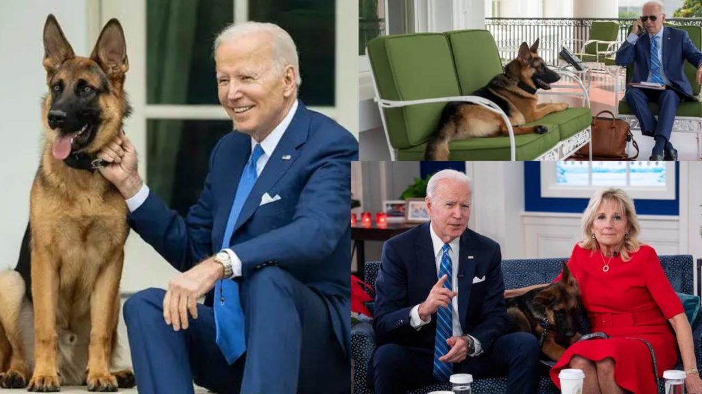 Biden Pet Dog Commander