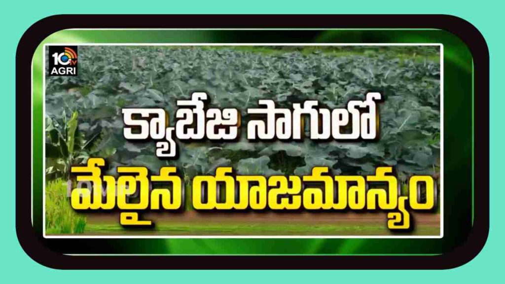 Cabbage Cultivation Management