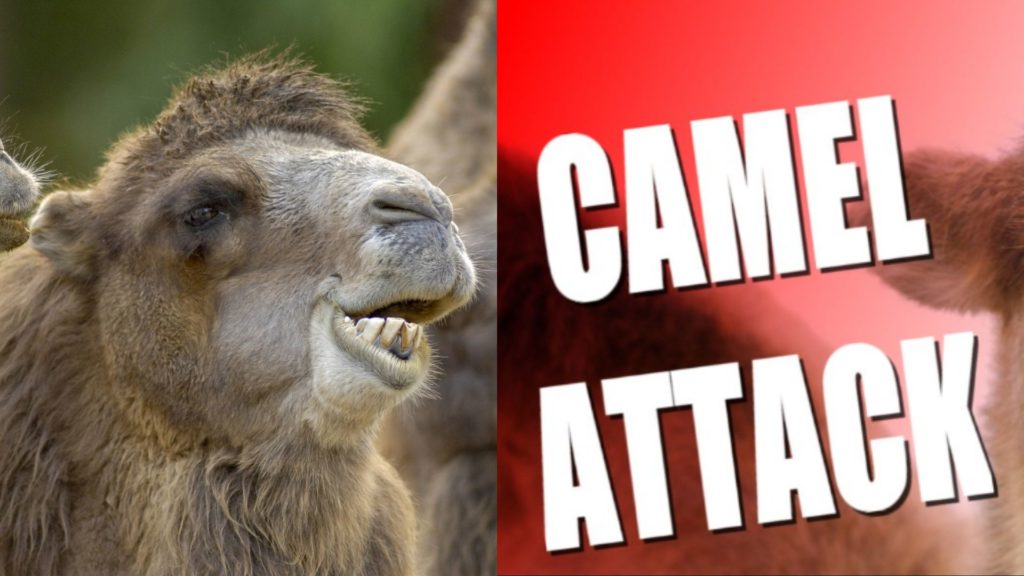 Camel Attack On women
