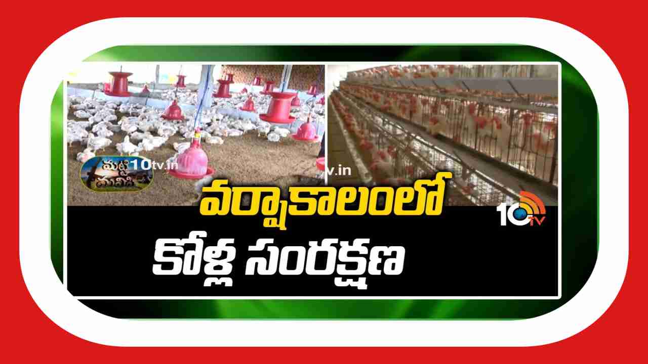 Care Of Poultry : వర్షాకాలంలో కోళ్లపై రోగాల దాడి.. యాజమాన్యంలో జాగ్రత్తలు Care Of Poultry : వర్షాకాలంలో కోళ్లపై రోగాల దాడి.. యాజమాన్యంలో జాగ్రత్తలు