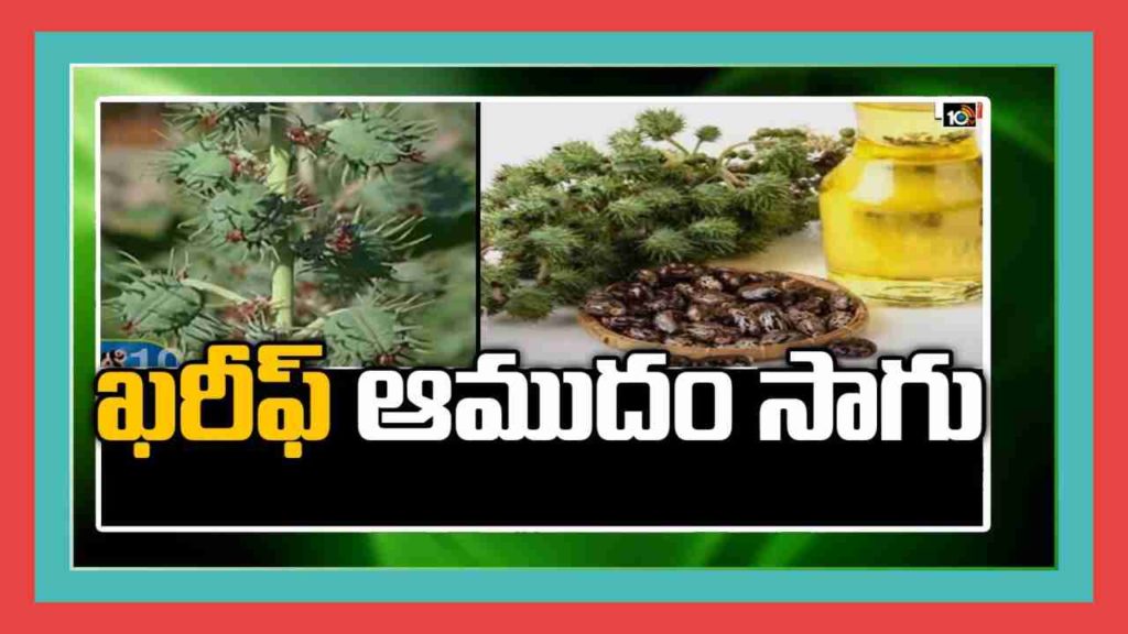Castor Oil Cultivation