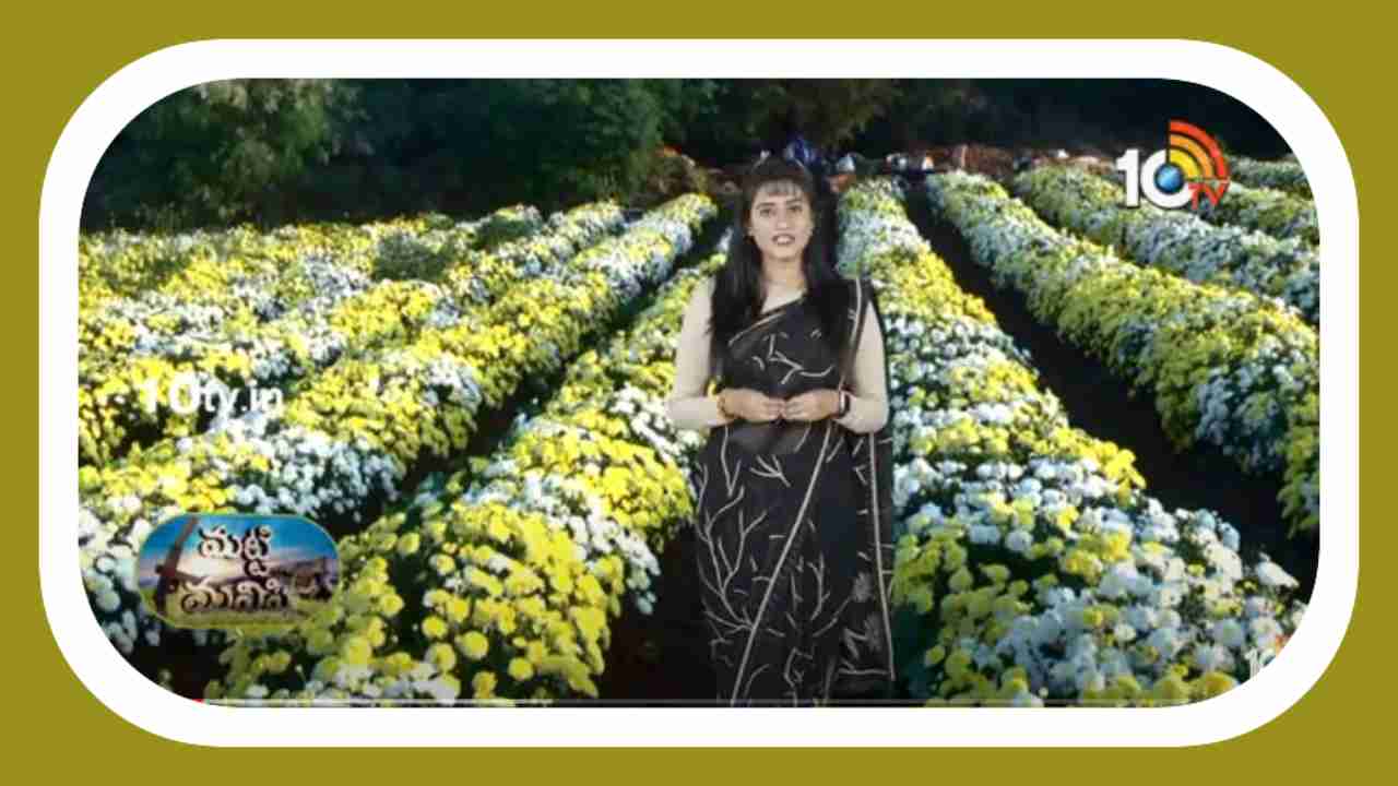 Chamanthi Flower Cultivation : చామంతి పూలసాగులో కొమ్మకత్తిరింపులు, మొక్కలు నాటడంలో మెళకువలు Chamanthi Flower Cultivation : చామంతి పూలసాగులో కొమ్మకత్తిరింపులు, మొక్కలు నాటడంలో మెళకువలు