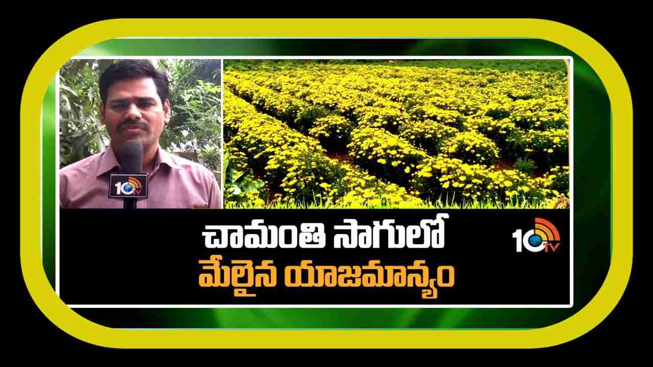 Chamanthi Sagu : చామంతి సాగులో మేలైన యాజమాన్యం.. అధిక దిగుబడులకోసం సాగులో మెళకువలు Chamanthi Sagu : చామంతి సాగులో మేలైన యాజమాన్యం.. అధిక దిగుబడులకోసం సాగులో మెళకువలు