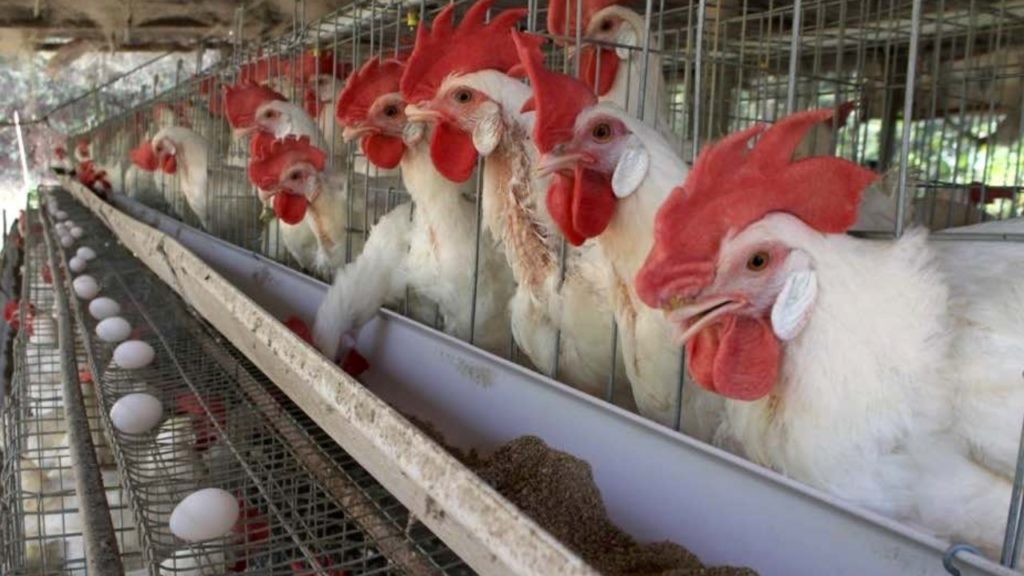 Chicken price
