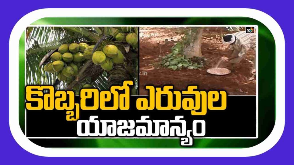 Coconut Farming