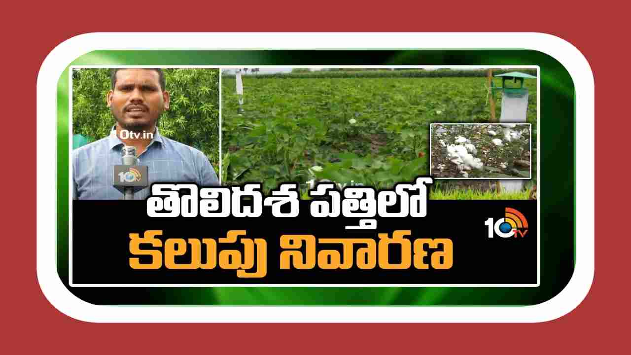 Cotton Crop : తెలంగాణలో అధిక విస్తీర్ణంలో పత్తిసాగు.. తొలిదశలోనే కలుపు నివారించాలంటున్న శాస్త్రవేత్తలు Cotton Crop : తెలంగాణలో అధిక విస్తీర్ణంలో పత్తిసాగు.. తొలిదశలోనే కలుపు నివారించాలంటున్న శాస్త్రవేత్తలు