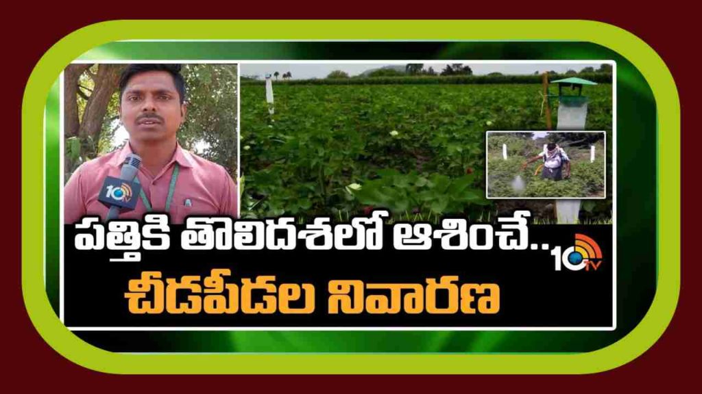 Cotton Cultivation