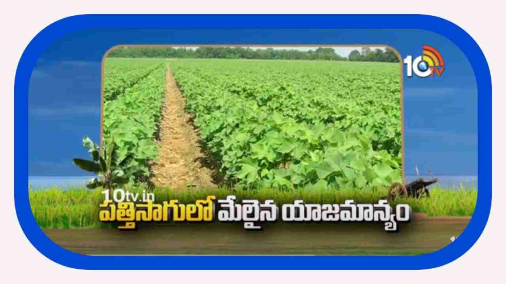 Cotton Cultivation