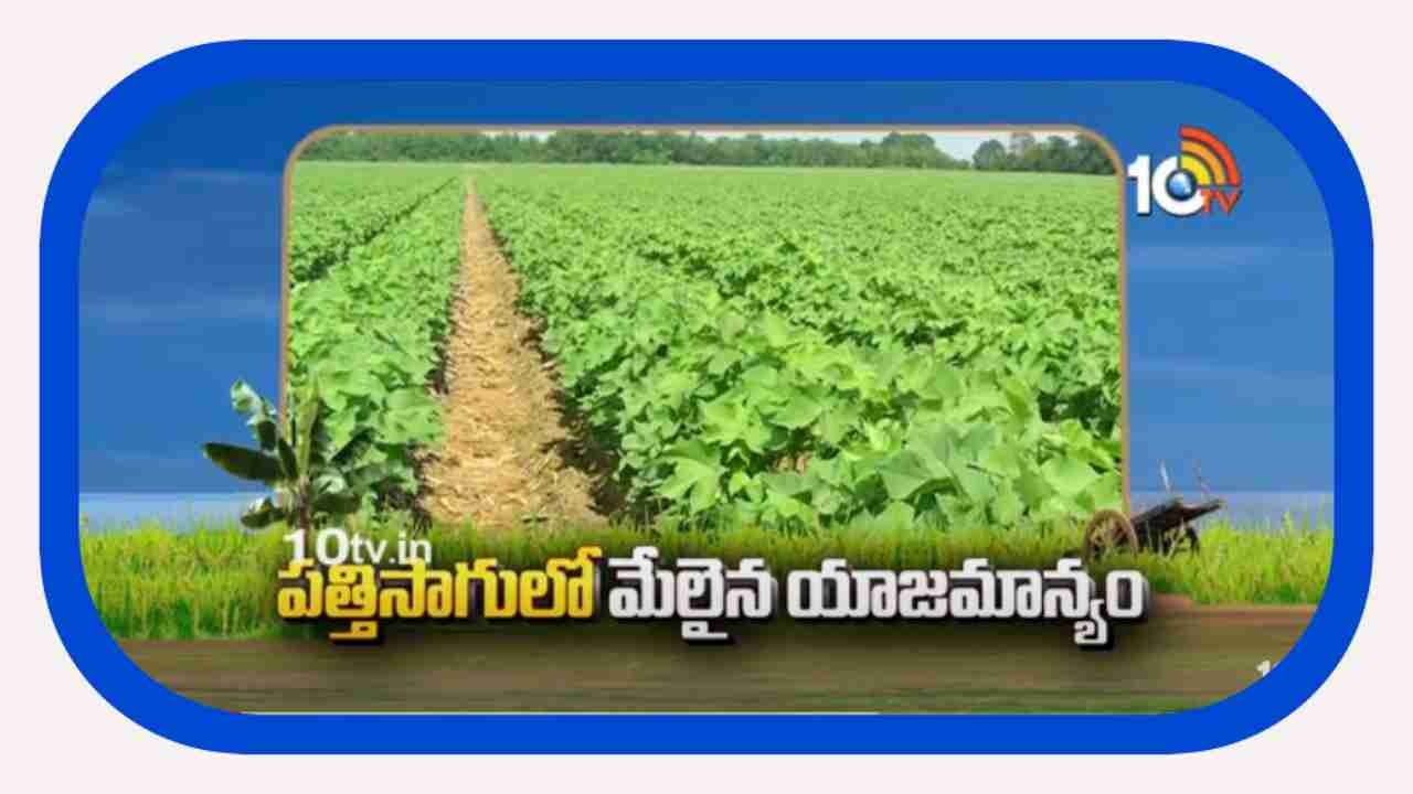 Cotton Cultivation : పత్తిసాగుకు సన్నద్దమవుతున్న రైతులు.. సాగులో మేలైన యాజమాన్యం Cotton Cultivation : పత్తిసాగుకు సన్నద్దమవుతున్న రైతులు.. సాగులో మేలైన యాజమాన్యం