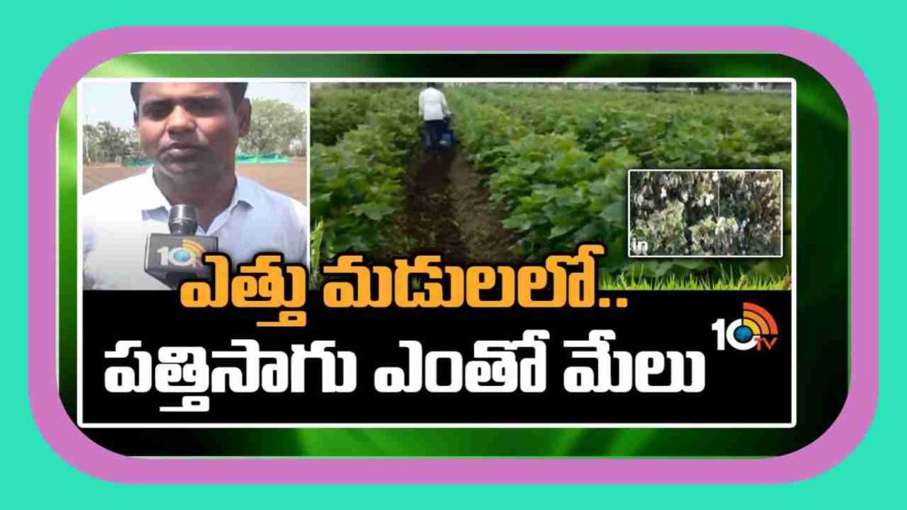 Cotton cultivation