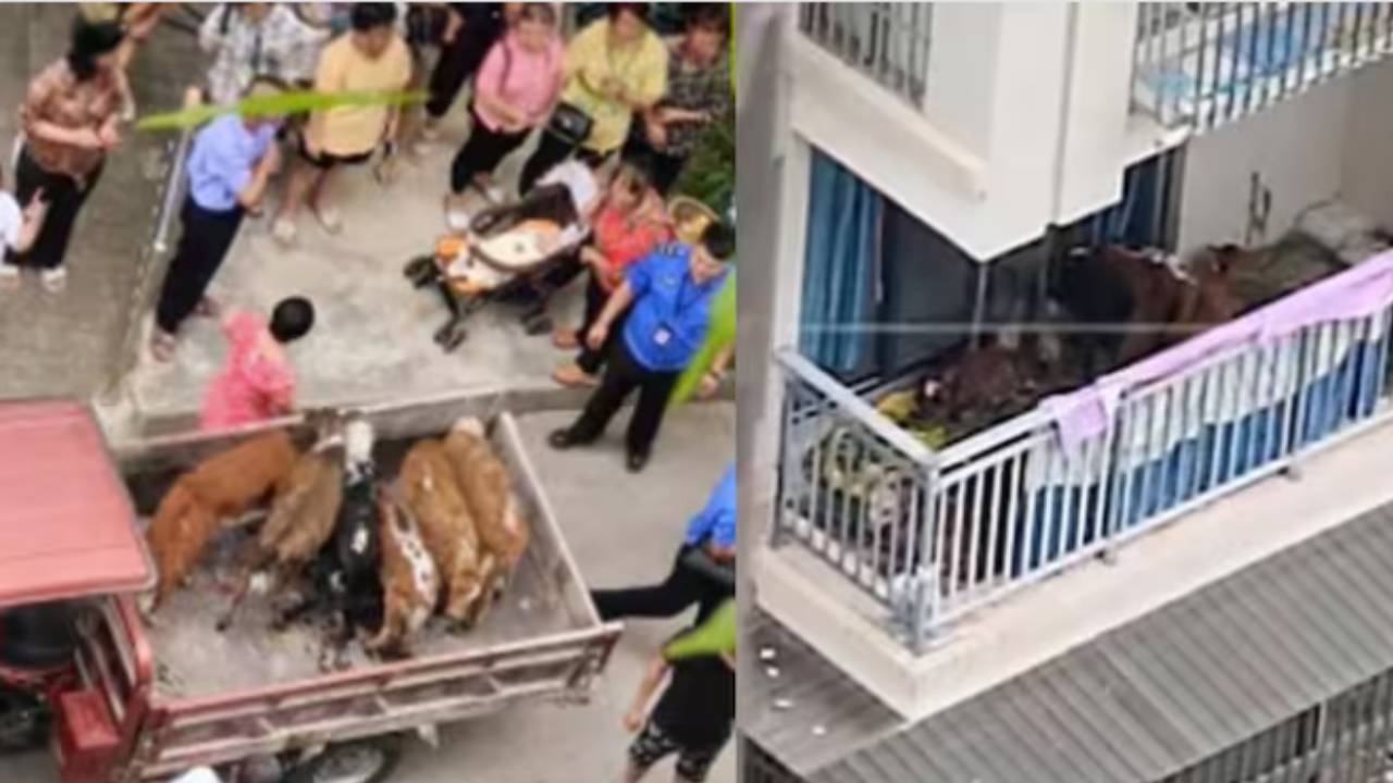 Cows on Apartment Balcony : అపార్ట్మెంట్ బాల్కనీలో ఆవుల్ని పెంచుతున్న యజమాని .. ఎన్నో ఫ్లోర్లోనో తెలుసా..? Cows on Apartment Balcony : అపార్ట్మెంట్ బాల్కనీలో ఆవుల్ని పెంచుతున్న యజమాని .. ఎన్నో ఫ్లోర్లోనో తెలుసా..?