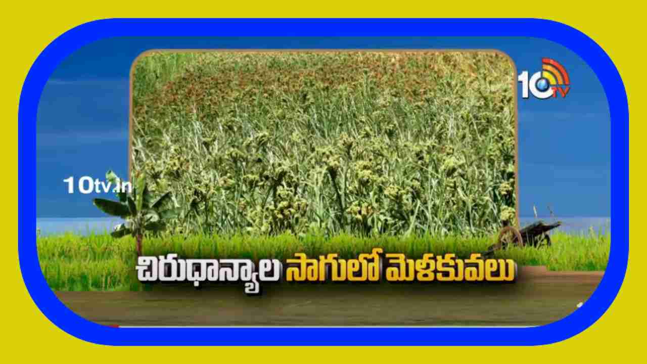 Cultivation Of Crops : తక్కువ నీటితో ఎక్కువ విస్తీర్ణంలో పంటల సాగు.. వాణిజ్య పంటల స్థానంలో చిరుధాన్యాలే మేలు Cultivation Of Crops : తక్కువ నీటితో ఎక్కువ విస్తీర్ణంలో పంటల సాగు.. వాణిజ్య పంటల స్థానంలో చిరుధాన్యాలే మేలు