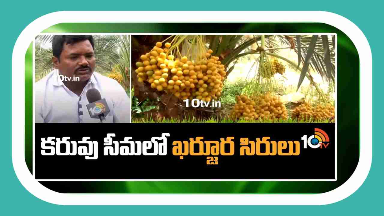 Cultivation of Dates : కరువు సీమలో ఖర్జూర సిరులు Cultivation of Dates : కరువు సీమలో ఖర్జూర సిరులు