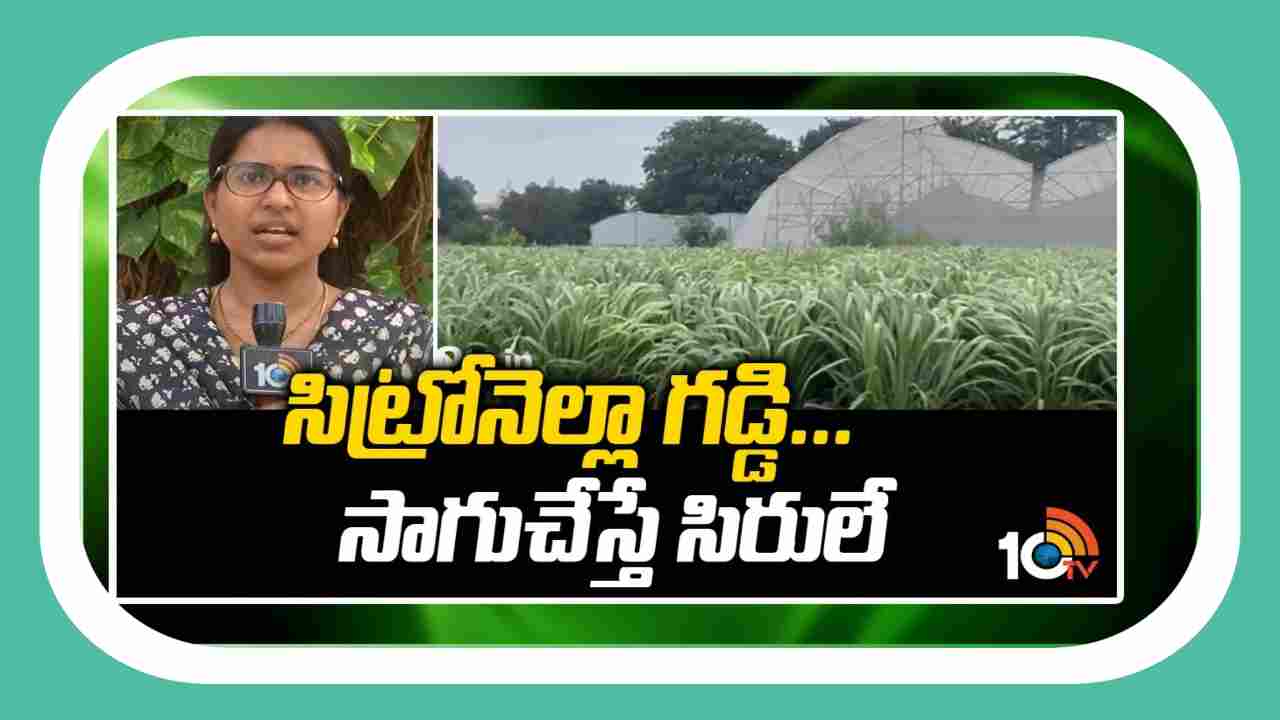 Cultivation of Citronella : సిట్రోనెల్లా గడ్డి సాగుతో సిరుల పంట.. ఒక్కసారి నాటితే 5 ఏళ్లు దిగుబడి Cultivation of Citronella : సిట్రోనెల్లా గడ్డి సాగుతో సిరుల పంట.. ఒక్కసారి నాటితే 5 ఏళ్లు దిగుబడి