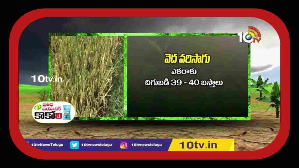 Cultivation of rice