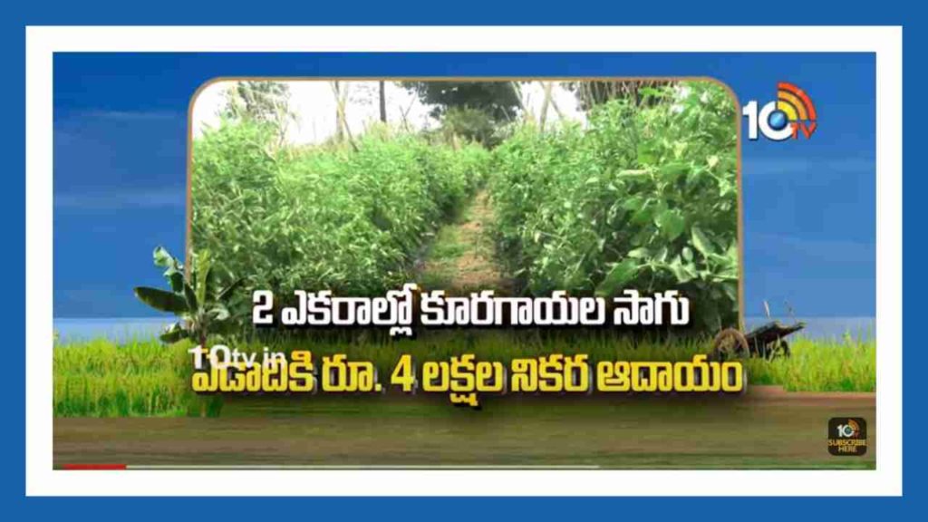 Cultivation of vegetables