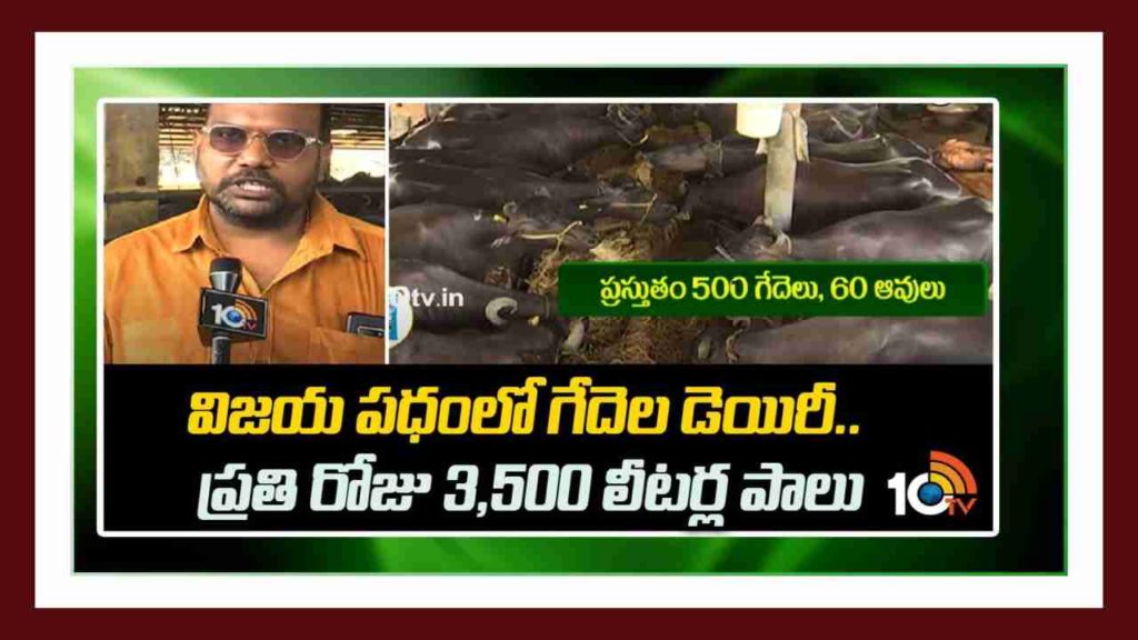 Dairy farming