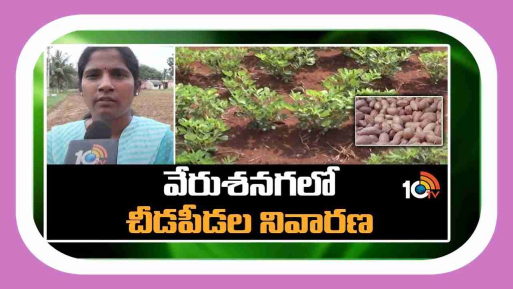 Diseases in Groundnut