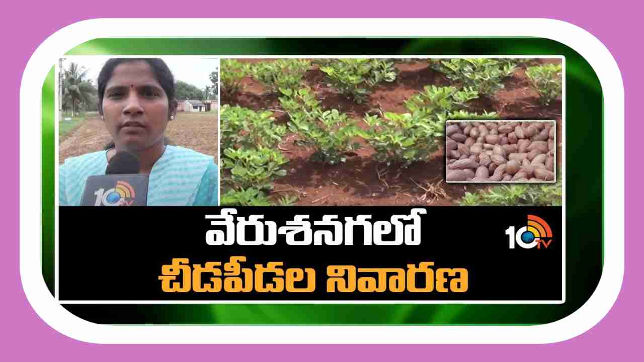 Diseases in Groundnut : వర్షాధారంగా ఖరీఫ్ వేరుశనగ సాగు.. అధిక దిగుబడుల కోసం సమగ్ర సస్యరక్షణ Diseases in Groundnut : వర్షాధారంగా ఖరీఫ్ వేరుశనగ సాగు.. అధిక దిగుబడుల కోసం సమగ్ర సస్యరక్షణ