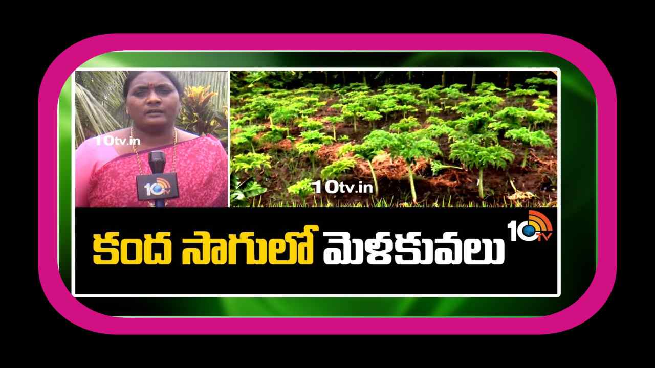 Kanda Yam Cultivation : కంద సాగుతో మంచి ఆదాయం.. అధిక దిగుబడుల కోసం యాజమాన్య పద్ధతులు Kanda Yam Cultivation : కంద సాగుతో మంచి ఆదాయం.. అధిక దిగుబడుల కోసం యాజమాన్య పద్ధతులు