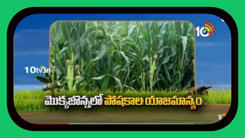 Fertiliser Management in Maize