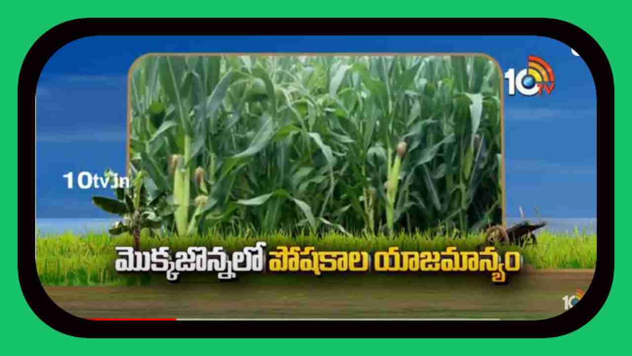 Fertiliser Management in Maize : మొక్కజొన్నలో పోషకాల యాజమాన్యం Fertiliser Management in Maize : మొక్కజొన్నలో పోషకాల యాజమాన్యం