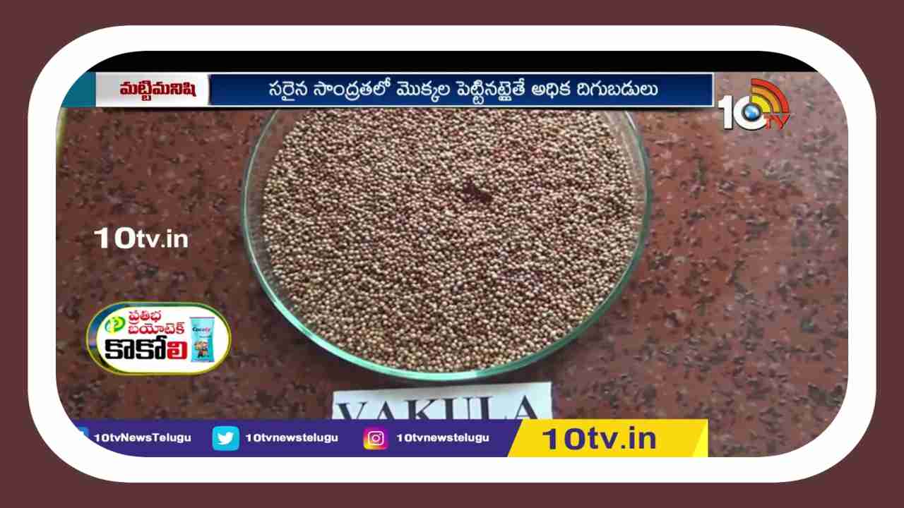 Finger Millet Cultivation : రాగిసాగుకు మేలైన రకాల ఎంపికతోనే అధిక దిగుబడి Finger Millet Cultivation : రాగిసాగుకు మేలైన రకాల ఎంపికతోనే అధిక దిగుబడి