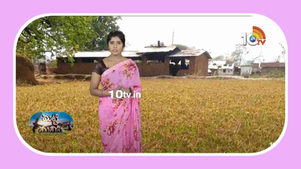 Finger Millet Varieties :