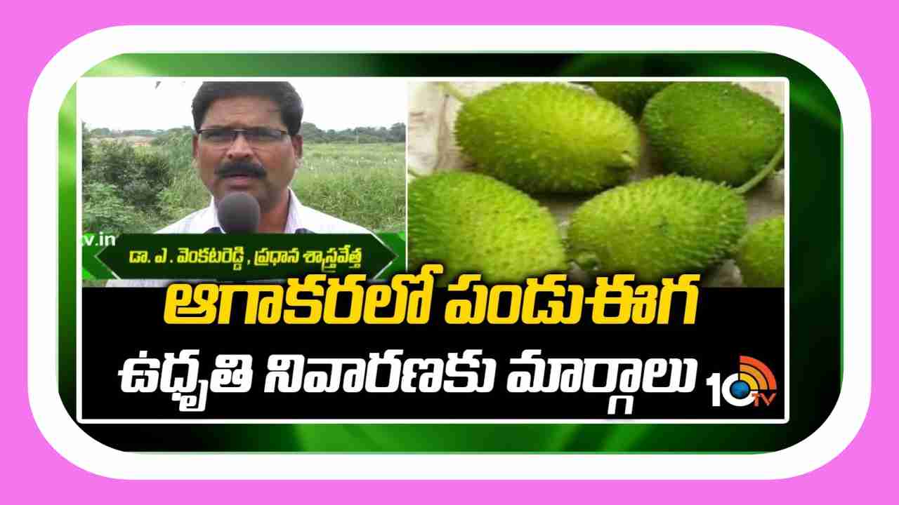 Controlling Fruit Flies : ఆగాకరలో పండుఈగ ఉధృతి.. సమగ్ర సస్యరక్షణ చర్యలతోనే నివారణ Controlling Fruit Flies : ఆగాకరలో పండుఈగ ఉధృతి.. సమగ్ర సస్యరక్షణ చర్యలతోనే నివారణ