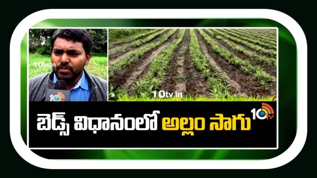 Ginger Cultivation