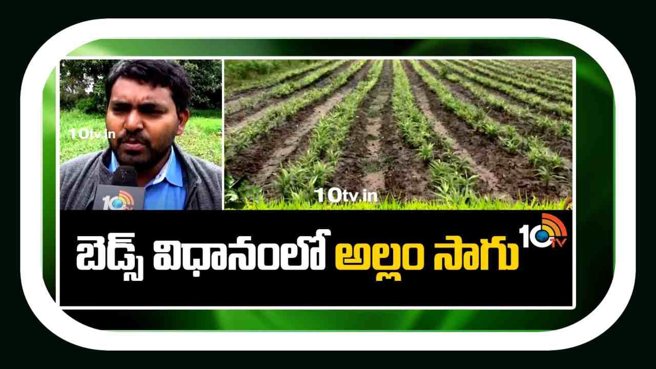 Ginger Cultivation : ఎత్తుమడుల విధానంలో అల్లం సాగు Ginger Cultivation : ఎత్తుమడుల విధానంలో అల్లం సాగు