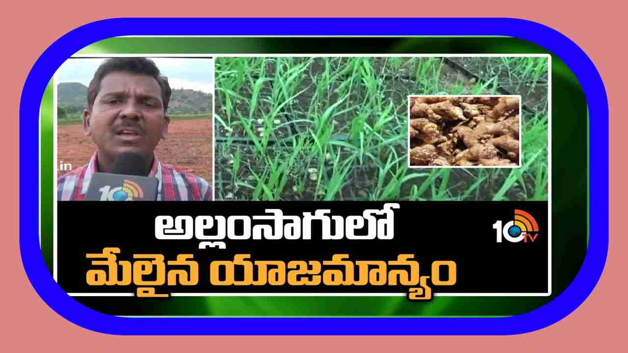 Ginger Varieties : ఖరీఫ్ కు అనువైన అల్లం రకాలు.. అధిక దిగుబడికోసం మేలైన యాజమాన్యం Ginger Varieties : ఖరీఫ్ కు అనువైన అల్లం రకాలు.. అధిక దిగుబడికోసం మేలైన యాజమాన్యం
