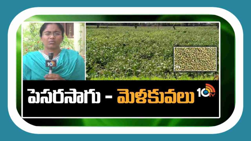 Green Gram Cultivation