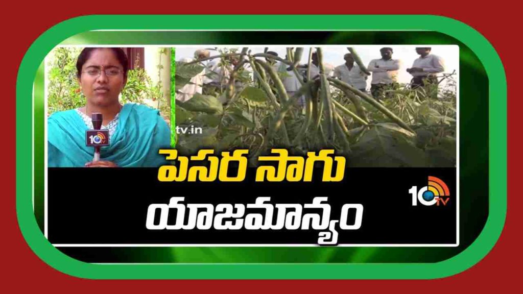 Green Gram Cultivation Techniques