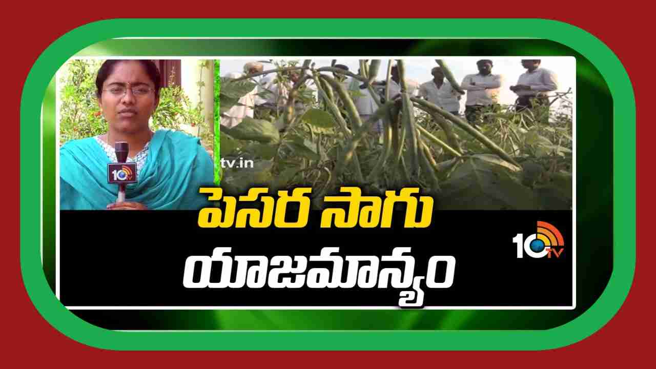 Green Gram Cultivation : ఖరీఫ్ కు అనువైన పెసర రకాలు.. అధిక దిగుబడుల కోసం మేలైన యాజమాన్యం Green Gram Cultivation : ఖరీఫ్ కు అనువైన పెసర రకాలు.. అధిక దిగుబడుల కోసం మేలైన యాజమాన్యం