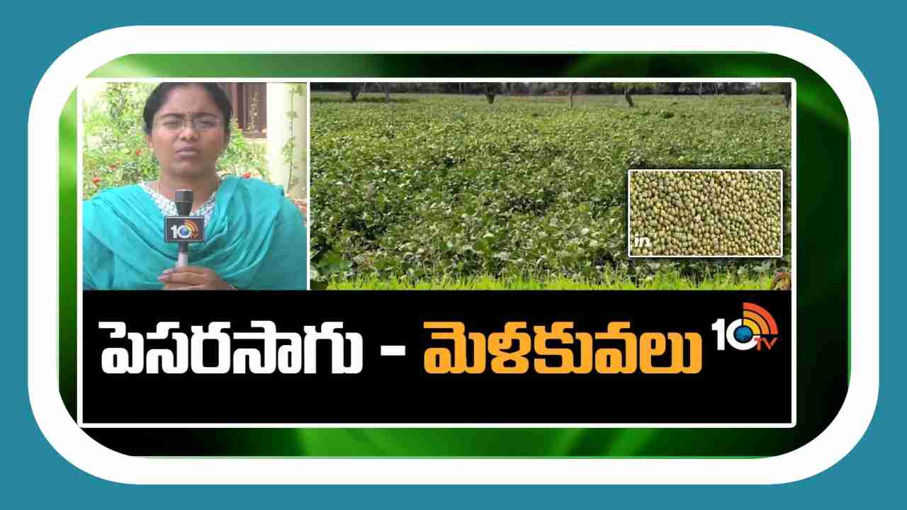 Green Gram Cultivation : ఖరీఫ్ లో వర్షాధారంగా పెసర సాగుతో మంచి ఆదాయం Green Gram Cultivation : ఖరీఫ్ లో వర్షాధారంగా పెసర సాగుతో మంచి ఆదాయం