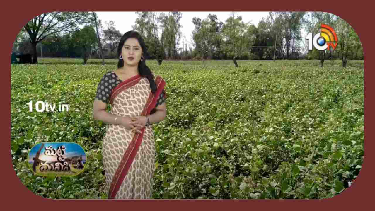 Green Gram Varieties : ఖరీఫ్ కు అనువైన పెసర రకాలు.. తక్కువ కాలంలో ఎక్కువ దిగుబడి Green Gram Varieties : ఖరీఫ్ కు అనువైన పెసర రకాలు.. తక్కువ కాలంలో ఎక్కువ దిగుబడి