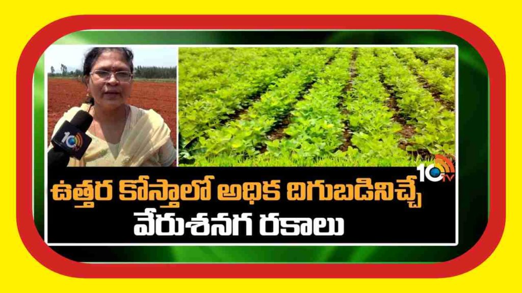 Groundnut Varieties