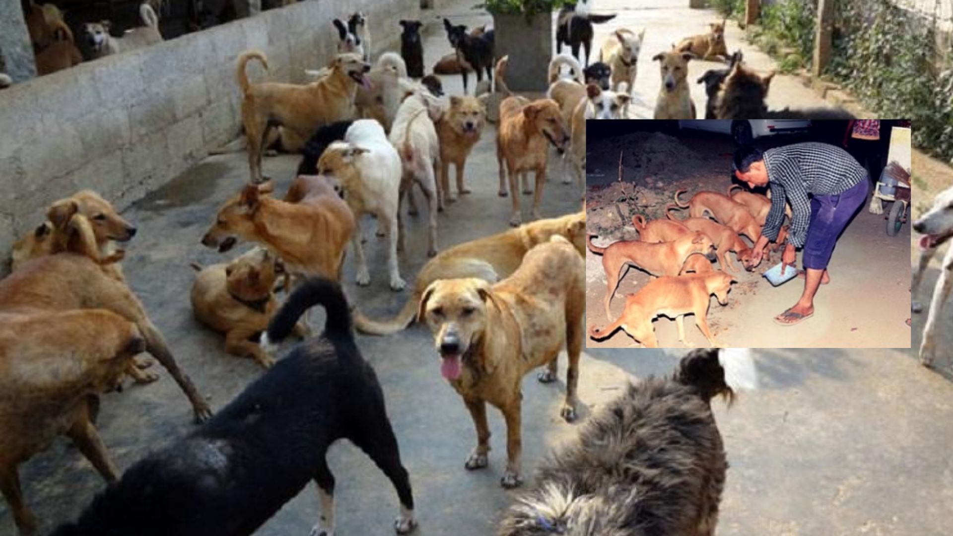 Sreet Dogs properties : కోట్లకు పడగలెత్తిన వీధికుక్కలు .. ఆ గ్రామంలో కుక్కలకు కోట్ల విలువ చేసే ఆస్తులు Sreet Dogs properties : కోట్లకు పడగలెత్తిన వీధికుక్కలు .. ఆ గ్రామంలో కుక్కలకు కోట్ల విలువ చేసే ఆస్తులు