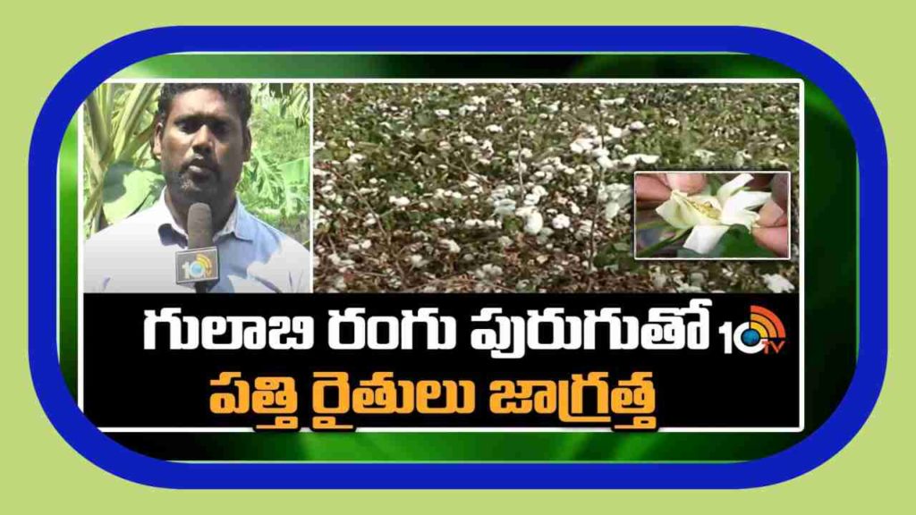 Gulabi Rangu Purugu Nivaarana