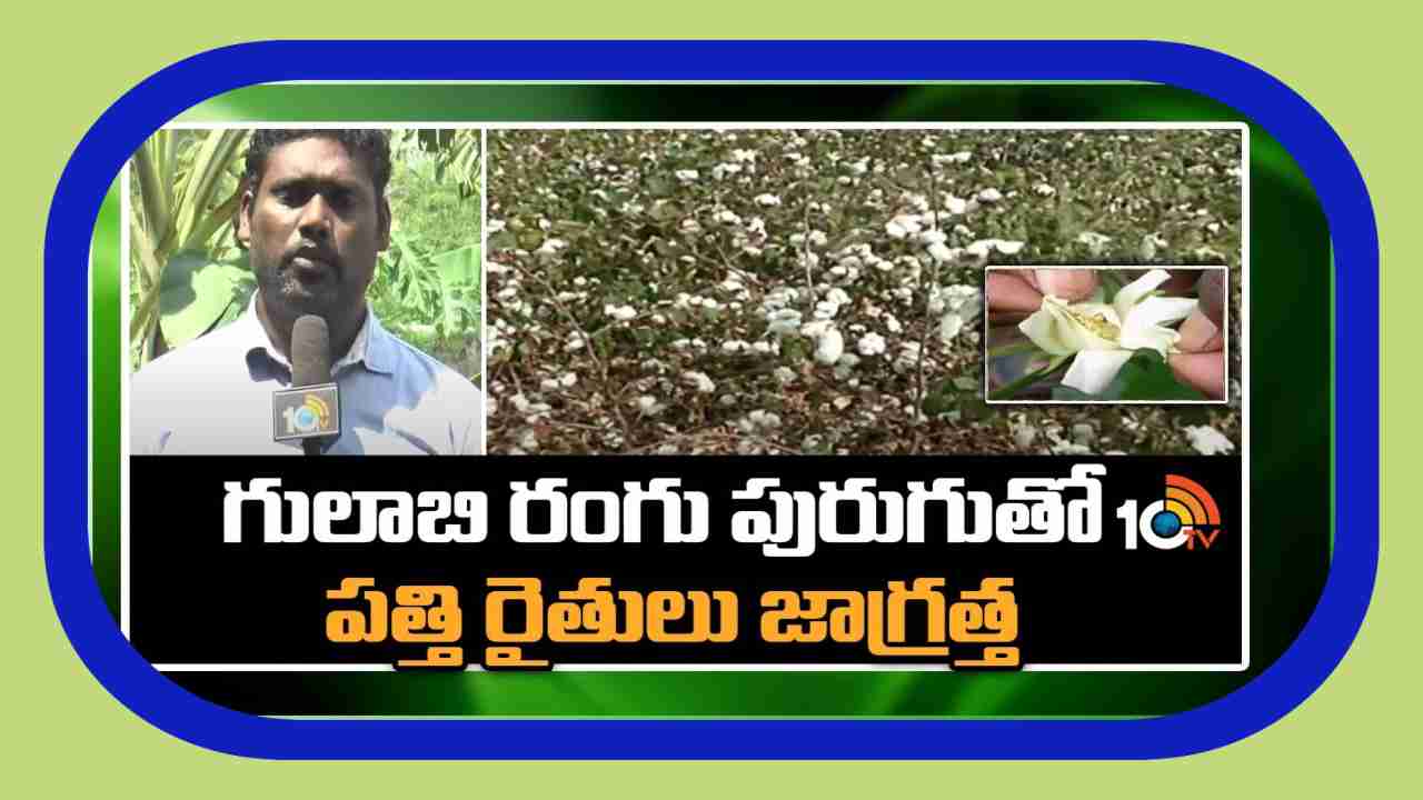 Gulabi Rangu Purugu : పత్తికి గులాబి పురుగు బెడద.. అదిలోనే అరికట్టాలంటున్న శాస్త్రవేత్తలు Gulabi Rangu Purugu : పత్తికి గులాబి పురుగు బెడద.. అదిలోనే అరికట్టాలంటున్న శాస్త్రవేత్తలు