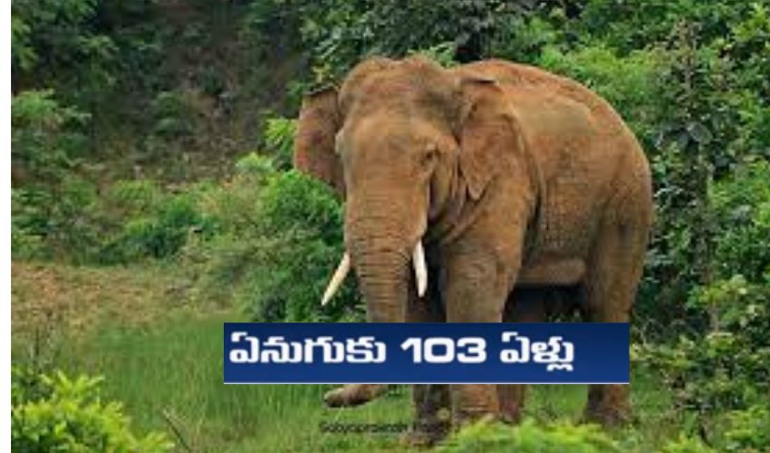 Highest Living Elephent : 103 ఏళ్లు పూర్తి చేసుకున్న ఏనుగు .. వత్సలను వరించనున్న గిన్నిస్ రికార్డు Highest Living Elephent : 103 ఏళ్లు పూర్తి చేసుకున్న ఏనుగు .. వత్సలను వరించనున్న గిన్నిస్ రికార్డు