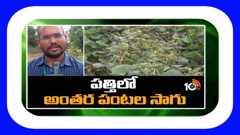 Intercropping