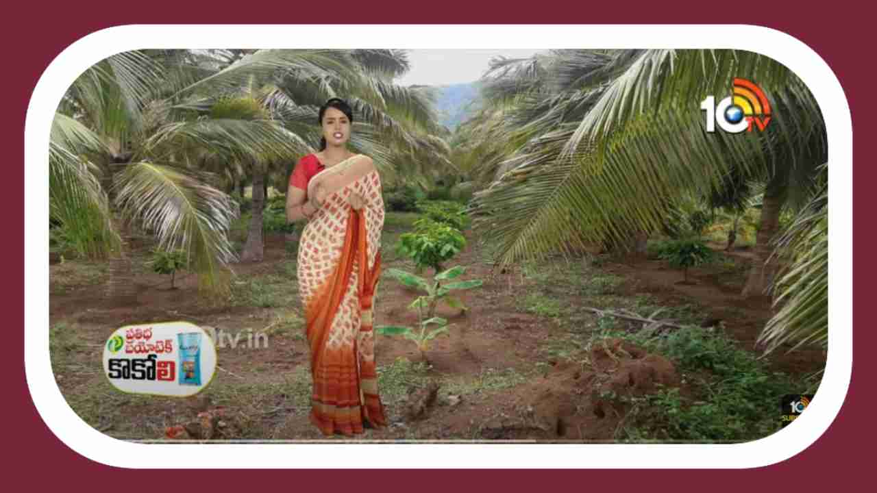 Intercropping in Coconut Plantation : కొబ్బరితోటలో అంతర పంటగా తోటకూర సాగు Intercropping in Coconut Plantation : కొబ్బరితోటలో అంతర పంటగా తోటకూర సాగు