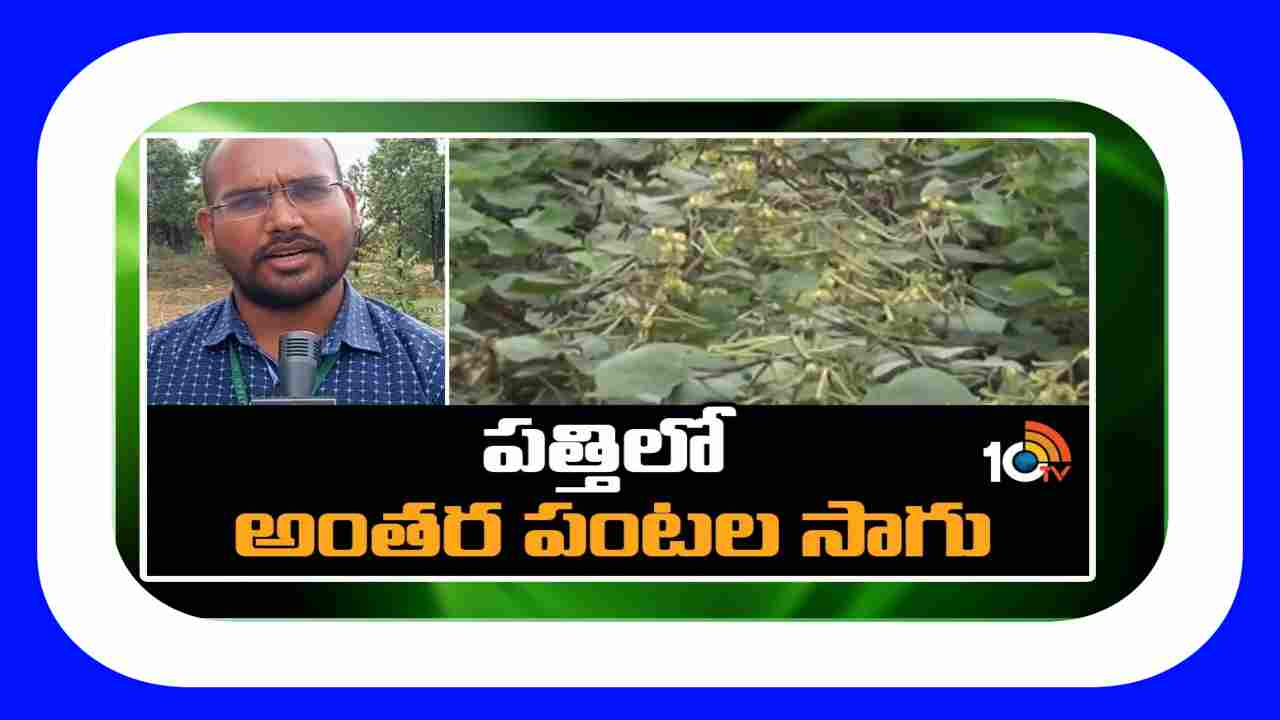 Intercropping : అంతర పంటల సాగుతో అదనపు ఆదాయం, చీడపీడల నుండి పంటకు రక్షణ Intercropping : అంతర పంటల సాగుతో అదనపు ఆదాయం, చీడపీడల నుండి పంటకు రక్షణ